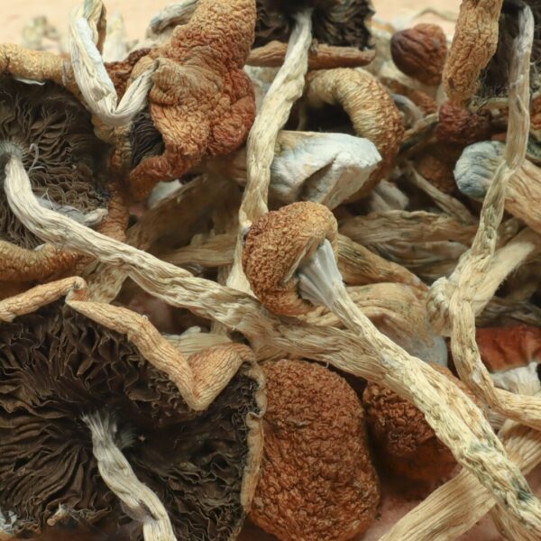 Cambodian Magic Mushrooms