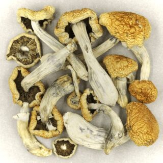 Buy Golden Teacher Mushrooms for sale online uk 