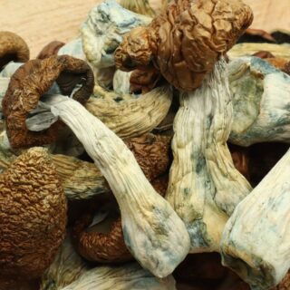 Buy Trans Envy Mushrooms for sale online UK